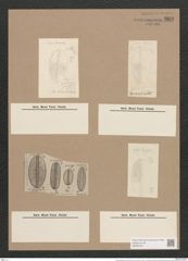 Navicula littoralis (ovulum) Donk./Grun. (de-Toni-Nr.: Genus 1, Species 294) Zeichnungen Sammlung Grunow Nr. 669 (NHMW-BOT-W0367041)